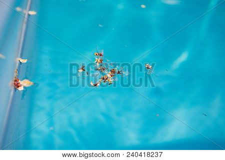 Blue Swimming Pool Water With Flower Trash Close Up. Dirty Pool Water With Dry Tree Blossom.