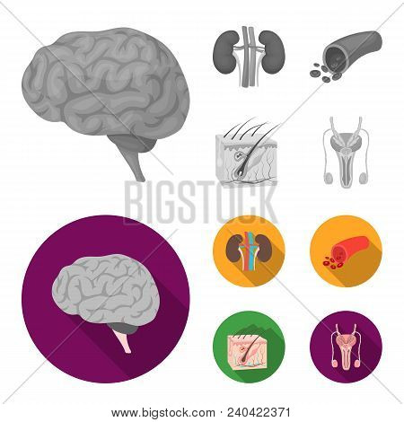 Brain, Kidney, Blood Vessel, Skin. Organs Set Collection Icons In Monochrome, Flat Style Vector Symb