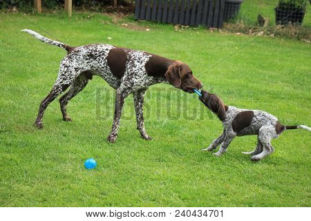 German Shorthaired Pointers: Father And 9 Weeks Old Son