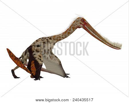 Pterodaustro Reptile On White 3d Illustration - Pterodaustro Guinazui Was A Carnivorous Flying Repti