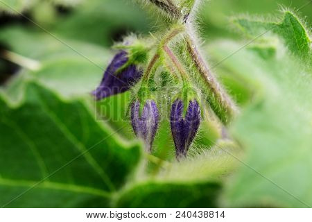 Close Up Of Nipple Fruit Flower After The Rain. Purple Flower Of Nipple Fruit In Yard Garden.