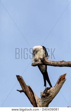 White And Grey Male Swallow-tailed Kite Elanoides Forficatus Perches On A Dead Tree