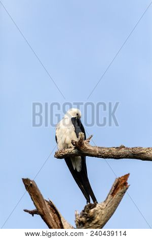 White And Grey Male Swallow-tailed Kite Elanoides Forficatus Perches On A Dead Tree