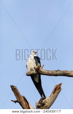 White And Grey Male Swallow-tailed Kite Elanoides Forficatus Perches On A Dead Tree