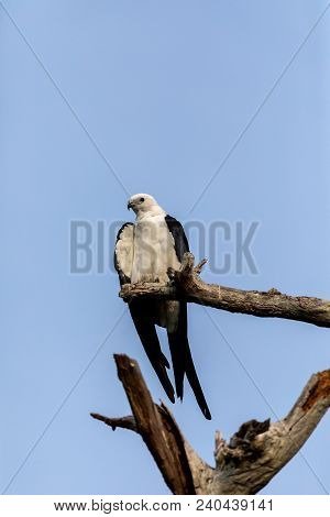 White And Grey Male Swallow-tailed Kite Elanoides Forficatus Perches On A Dead Tree