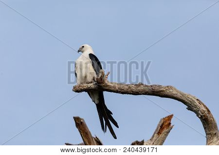 White And Grey Male Swallow-tailed Kite Elanoides Forficatus Perches On A Dead Tree