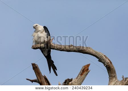 White And Grey Male Swallow-tailed Kite Elanoides Forficatus Perches On A Dead Tree