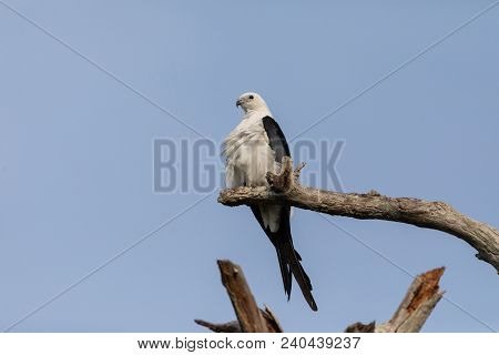 White And Grey Male Swallow-tailed Kite Elanoides Forficatus Perches On A Dead Tree