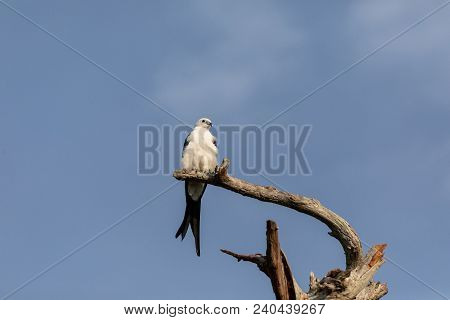 White And Grey Male Swallow-tailed Kite Elanoides Forficatus Perches On A Dead Tree