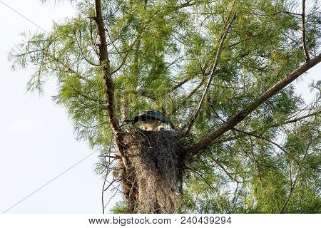 Fuzzy Head Of A Swallow-tailed Kite Elanoides Forficatus Chick