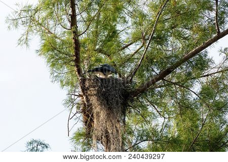Fuzzy Head Of A Swallow-tailed Kite Elanoides Forficatus Chick