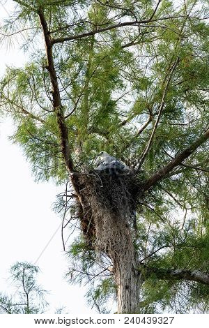Female Swallow-tailed Kite Elanoides Forficatus Sits On A Nest