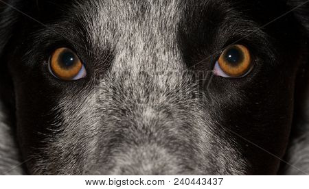 Dog's attentive stare just above the viewer, closeup and anticipating