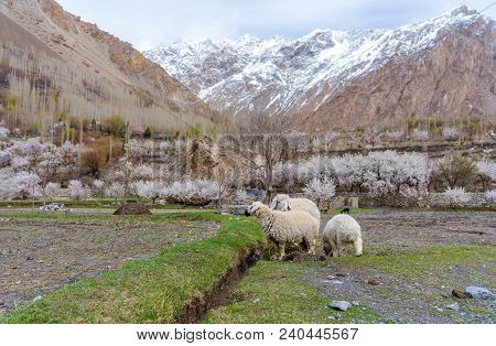 Sheep Grazing Grass In Countryside Landscape In Northern Rural Area In Pakistan, In Spring Season