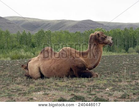 One Camel In Mongolia. Brown Camel In Wildlife