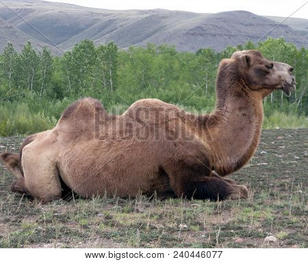 One Camel In Mongolia. Brown Camel In Wildlife