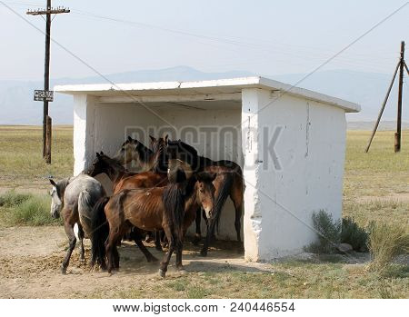 Group Of Horses Standing Together At The Bus Station. Agricultural Animals.