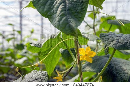Subtile Yellow Colored Cucumber Blossom Growing On A Climbing Cucumber Plant In The Large Heated Gre