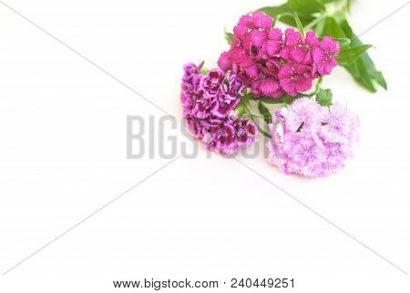Pink Carnation Flower Isoalted On White Bouquet. Floristic Arrangement