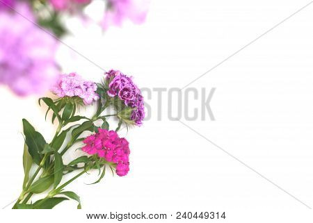 Pink Carnation Flower Isoalted On White Bouquet. Floristic Arrangement Greetin
