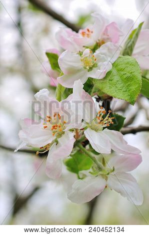 Flowering Apple Tree Against In Spring Day