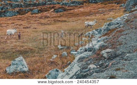 Norway, Young Reindeers Walking In The Nature North Of Hammerfest On A Summer Day