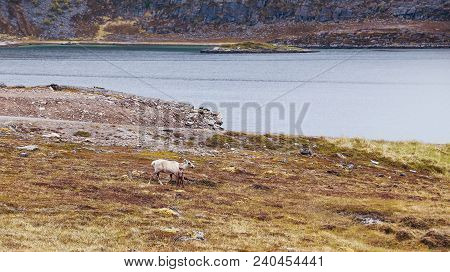 Norway, Young Reindeers Walking In The Nature North Of Hammerfest On A Summer Day