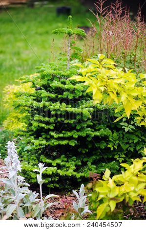 Abies Koreana, Cultivar Of Korean Fir With Fresh Buds In Spring