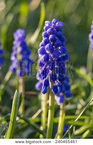 Beautiful Meadow Bright Blue Blossoms Of Armenian Muskari Close-up