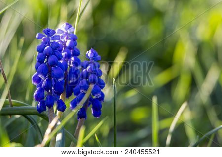 Beautiful Meadow Bright Blue Blossoms Of Armenian Muskari Close-up