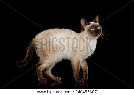 Scyth Toy Bob, The Most Smallest Cat Standing On Isolated Black Background, 8 Month Old