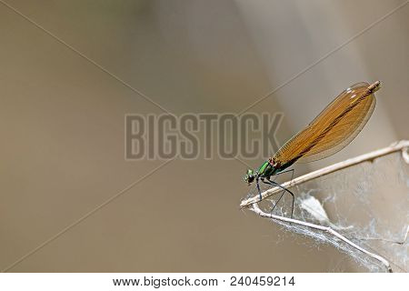 Bronze Splendor Dragonfly Sits On A Branch Against Blurred Brown Background With Copy Space