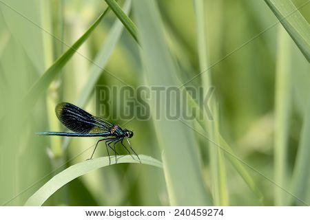 Blue Dragonfly Sits On A Blade Of Grass In Front Of Blurred Background With Copy Space