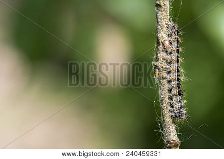 Moth Of The Gold-nosed Moth Crawls On A Branch With Copy Space  As A Backdrop