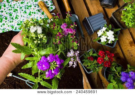 Woman Planting Flowers In The Soil First Person View