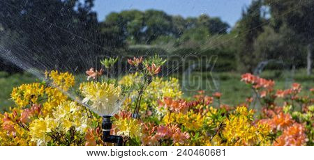 Rhododendron Azalea Mollis Azalea Molle Bush With Yellow Flowers In Garden On Green Bokeh Backgraund