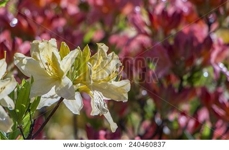 Rhododendron Azalea Mollis Azalea Molle Bush With Yellow Flowers In Garden On Green Bokeh Backgraund