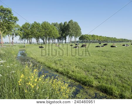 Black And White Cows In Green Grassy Dutch Summer Meadow With Flowers And Blue Sky In The Netherland