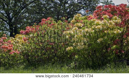 Rhododendron Azalea Mollis Azalea Molle Bush With Yellow Flowers In Garden On Green Bokeh Backgraund