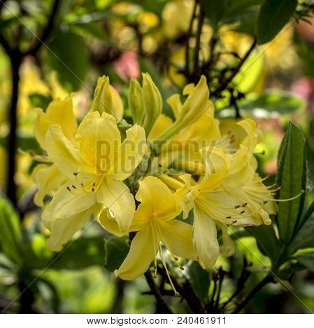 Rhododendron Azalea Mollis Azalea Molle Bush With Yellow Flowers In Garden On Green Bokeh Backgraund