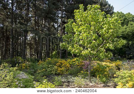 Rhododendron Azalea Mollis Azalea Molle Bush With Yellow Flowers In Garden On Green Bokeh Backgraund