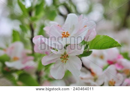 Flowering Apple Tree Against In Spring Day
