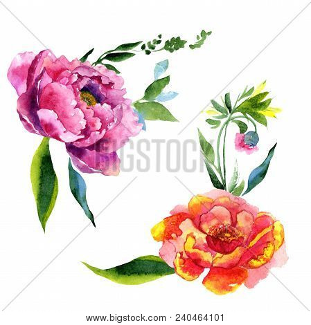 Wildflower Peony Pink Flower In A Watercolor Style Isolated. Aquarelle Wildflower For Background, Te