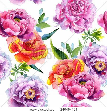 Wildflower Peony Pink Flower Pattern In A Watercolor Style. Aquarelle Wildflower For Background, Tex