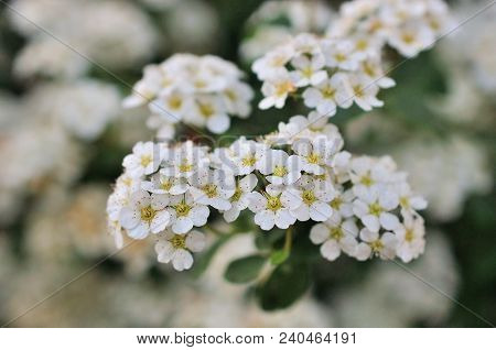 Spiraea Flowering, Small Flowers In Spring Day