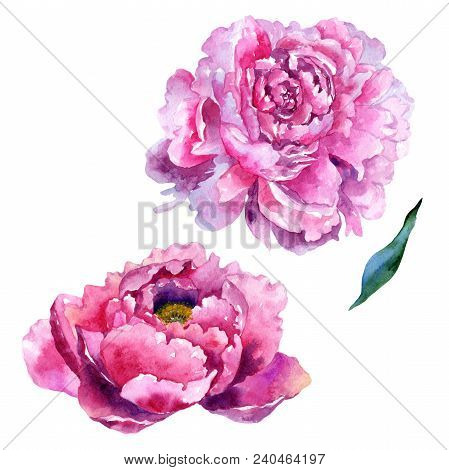 Wildflower Peony Pink Flower In A Watercolor Style Isolated. Aquarelle Wildflower For Background, Te