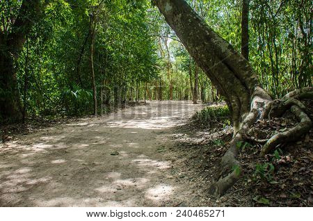 Road Created By The Ancient Mayas At The Coba Jungle, Mexico