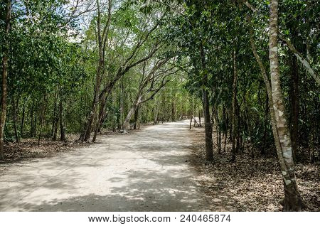 Roads Made By The Ancient Mayas Of Mexico