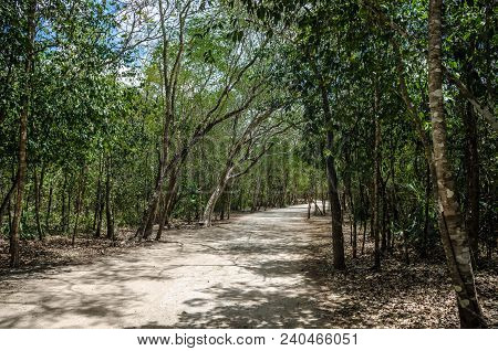 Roads Made By The Ancient Mayas Of Mexico