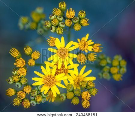 Very Common Wild Flower In The Family Asteraceae That Is Native To Northern Eurasia